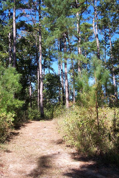 Pine paths